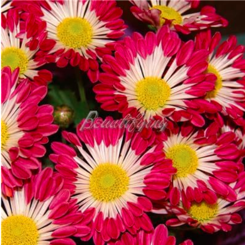 Ground-Cover Chrysanthemum Seed (Color: 17)