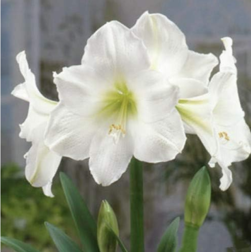 Amaryllis Bulb (Color: 6)
