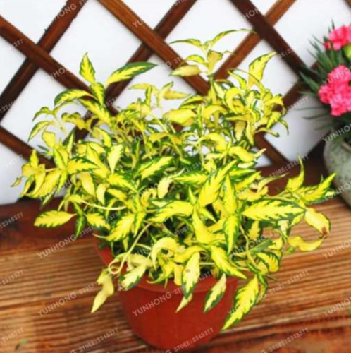 Beautiful Periwinkle Vinca Major Flower Seeds