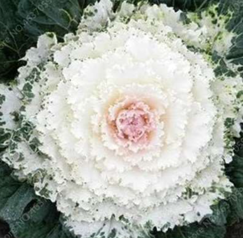 Kale Mixed Flowering Ornamental Cabbage Potted Plant Non GMO Vegetable (Color: 8)