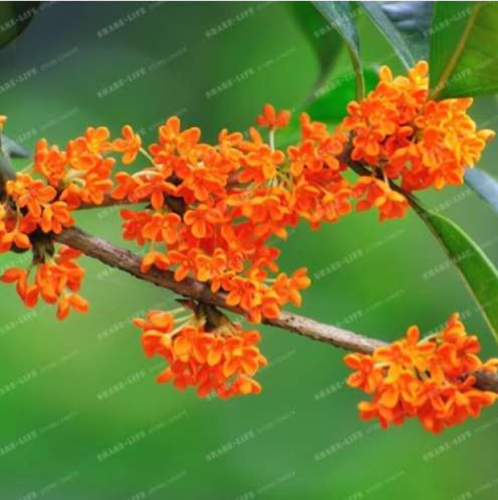 Osmanthus Fragrans Seed (Color: 3)
