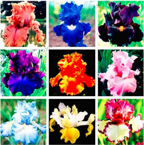 Iris Orchid Flores,Perennial Seed Plant Butterfly iris Flower plantas for Home Garden Planting - (Color: Mix)