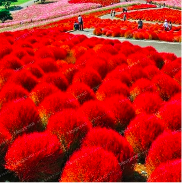 Grass Burning Bush Kochia Scoparia Seed Red Garden Ornamental Easy Grow Home Garden - (Color: MIX)