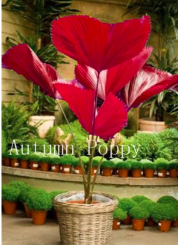 Bottle Palm Tree Seed, Exotic Tree Turtle Flores Tropical Ornamental Plant Seed - (Color: 16)