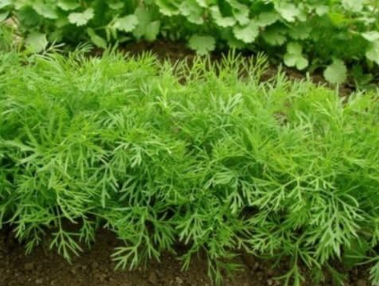 Dill Seeds Open Pollinated Boquet-NON GMO-Organic
