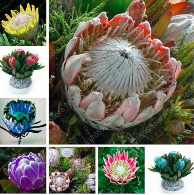 Protea Cynaroides Seed Flower Exotic Indoor Flore Plants (Color: mixed)