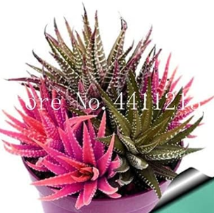 Colorful Rare Cactus Aloe Bonsai Seeds Mix Exotic Flowering Cacti