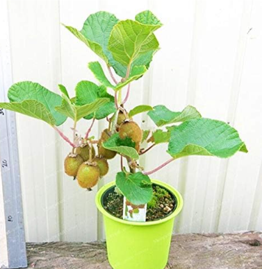 Kiwi Seeds Mini Bonsai Easy to Grow Delicious Kiwi Healthy Nutrition
