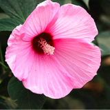 Hibiscus Moscheutos Seed Giant Hibiscus Flower (Color: 3)