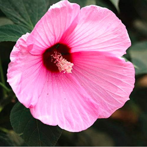 Hibiscus Moscheutos Seed Giant Hibiscus Flower (Color: 3)