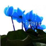 Cyclamen Flower Seeds