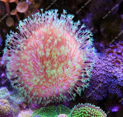 Aquarium Plants Aquatic Plants Fun Gift for Kids Aquario Easy to Grow