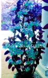 Indoor Rare Orchid Seed Dwarf Seed Plants Dendrobium Orchids Potted
