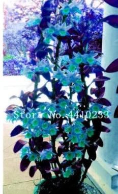 Indoor Rare Orchid Seed Dwarf Seed Plants Dendrobium Orchids Potted