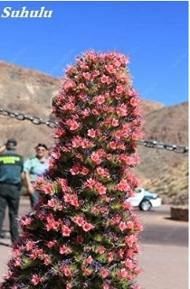 Echium Vulgare Rainbow Blooming Outdoor Seed Perennial Thistle Flower