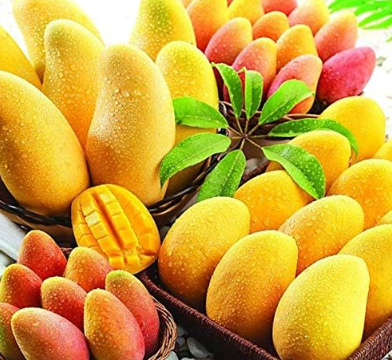 Mango Plants, Mango Tree Organic Heirloom Vegetable Fruit,so Sweet,Plant for Home Garden