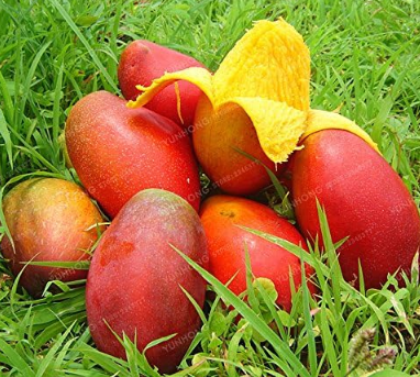 Mango Seed Very Fruit Seed Very Easy Grow Plants Fruit Seed Potted Plant Decoration Home Garden