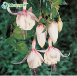 Multicolor Fuchsia Seed Lantern Flower Indoor Balcony Seed Flower Seed