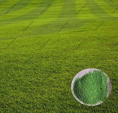 zoysia Grass Lawn Fresh Green Soft Runner Natural Plant for Home Garden Plant