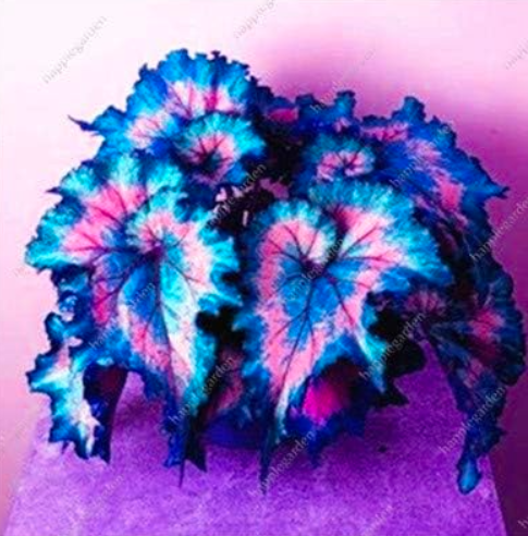 Janpanse Seed Coleus Plants Foliage Plants Perfect Color Rainbow Dragon Plants (Color: 8)