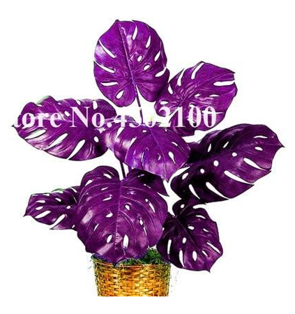 Palm Tree Turtle Leaves Seed, Purple