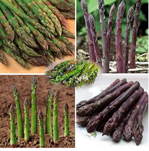 Asparagus Vegetable Seeds, Mixed