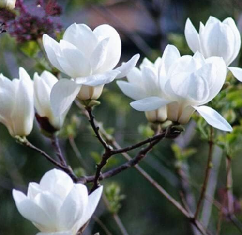 Magnolia Mini Magnolia Seed, White