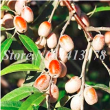 Olive Tree (Olea Europaea) Outdoor Potted Mini Olive Tree (Color: 6)