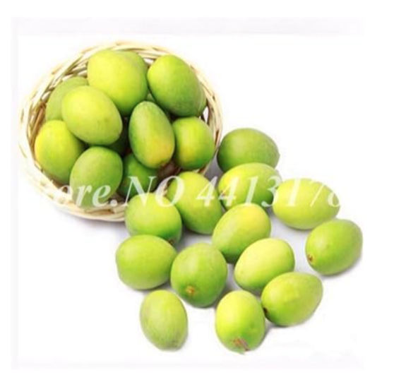 Olive Tree (Olea Europaea) Outdoor Potted Mini Olive Tree (Color: 5)