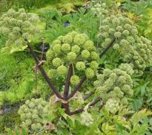 Garden Angelica Flower Plant Seeds Holy Ghost Archangelica Flowers