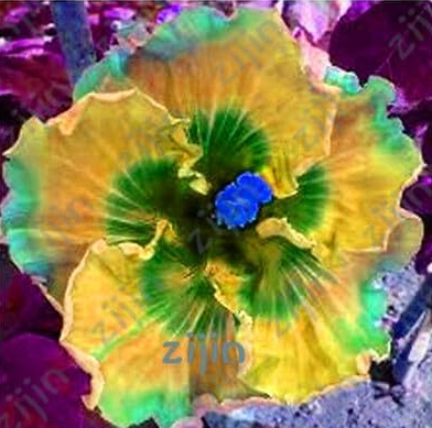 Hibiscus Seeds, Indoor Potted Plant Flower plant