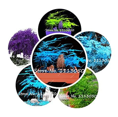 Asparagus Densiflorus Grass Seeds Mixed