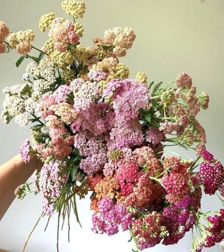 Pastel Mix Color Yarrow Achillea Millefolium Seeds