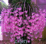 Multi Color Dendrobium Orchids Seed Tree Very Easy Grow Home & Garden