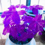Bashful Grass Seed Mimosa Pudica Linn Foliage (Color: 1)