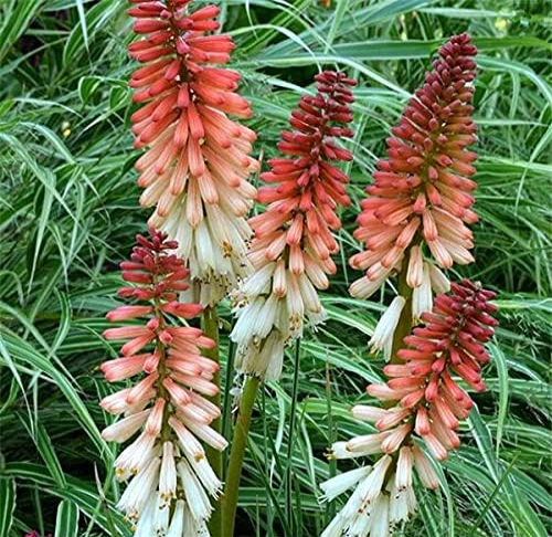 Poker Kniphofia Uvaria Plant Beautiful Seeds Torch Lily
