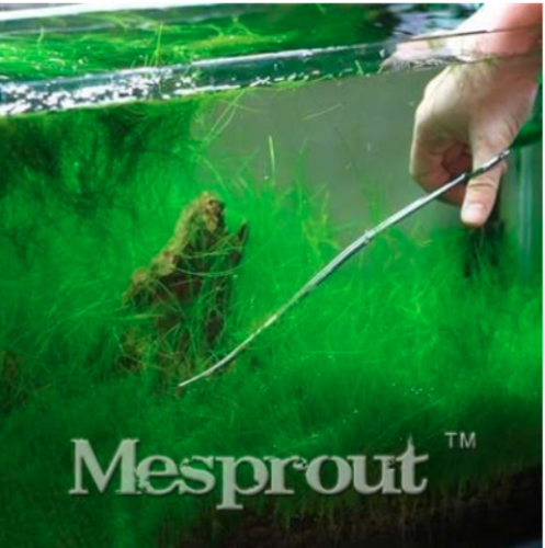 Irish Moss Seed Forms Lush Green Carpet Easy Grow Seed