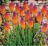 Poker Kniphofia Uvaria Plant Beautiful Seeds Torch Lily