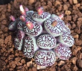 Lithops Aizoaceae Pseudotru Semillas ~Living Stones Colorful