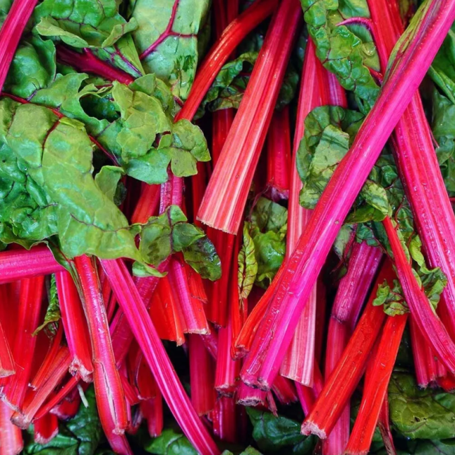 Rhubarb Seeds, Swiss Chard, Organic Seeds