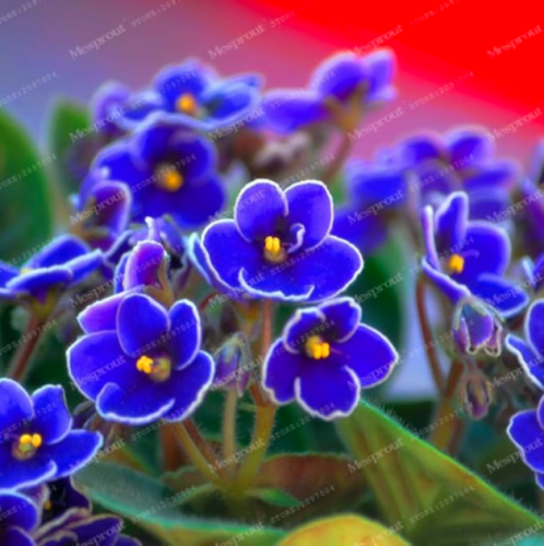 Beautiful Plant Seed Flower African Blue Violet Seeds