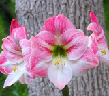 Amaryllis Bulbs