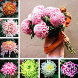 Chrysanthemum Seed Rare Perennial Flowers (Color: mixed)