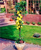 Mini Pear Tree Seed Super Sweet Fruit