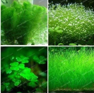 Mini-Leaf Grass Water Aquatic Plant Seed Fish Tank Plants