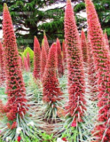 Wild Echium vulgare Seed rare flowers plants perennial potted