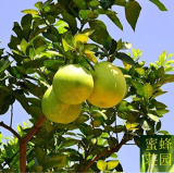 Balsam Pizza Fruits Grapefruit Seed Grapefruit Seed Fruit Trees Seeds