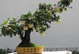 Apple Trees Bonsai Indoor Plants Garden Decoration Home