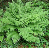 Garden Fern Seed Rare Creeper Vines Grass Plants Mixed Rainbow Foliage Planting for Home Garden