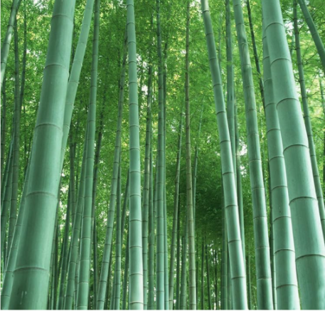 Giant Moso Bamboo Plants DIY Home Garden Flowers Seed Plants Easy to grow